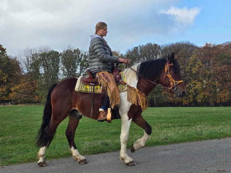 Pintohäst Valack 4 år 152 cm Pinto in Linkenbach