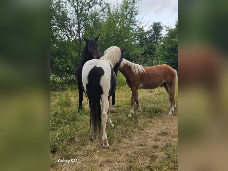 Pintos Caballo castrado 10 años 152 cm Pío in Petersberg