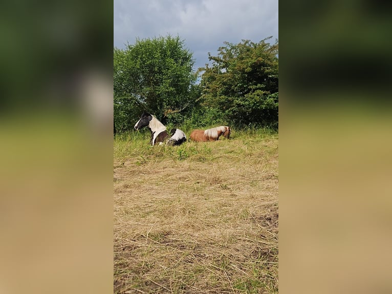 Pintos Caballo castrado 10 años 152 cm Pío in Petersberg