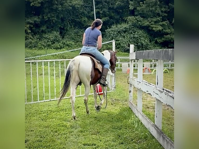 Pintos Caballo castrado 10 años 152 cm Pío in Granby, CT