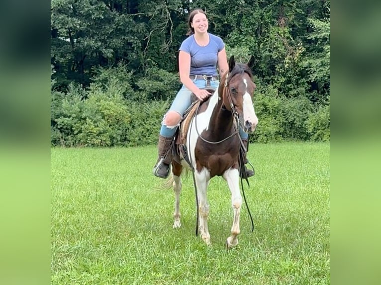 Pintos Caballo castrado 10 años 152 cm Pío in Granby, CT