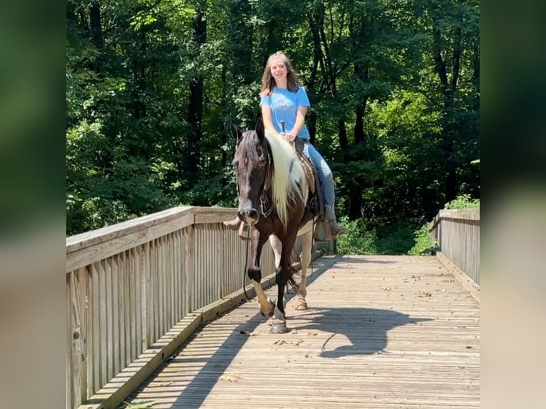 Pintos Caballo castrado 11 años 152 cm Pío in Granby, CT