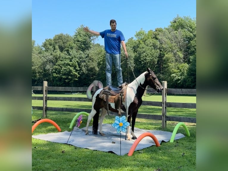 Pintos Caballo castrado 11 años 152 cm Pío in Granby, CT