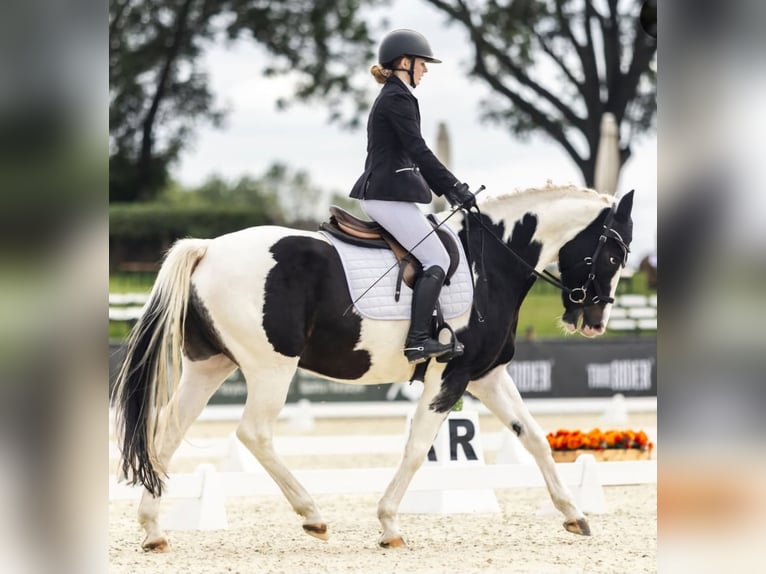 Pintos Caballo castrado 11 años 164 cm Pío in Coch