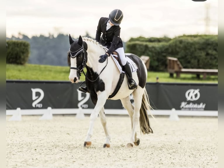 Pintos Caballo castrado 11 años 164 cm Pío in Coch