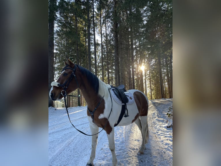 Pintos Mestizo Caballo castrado 12 años 165 cm Pío in Matschiedl