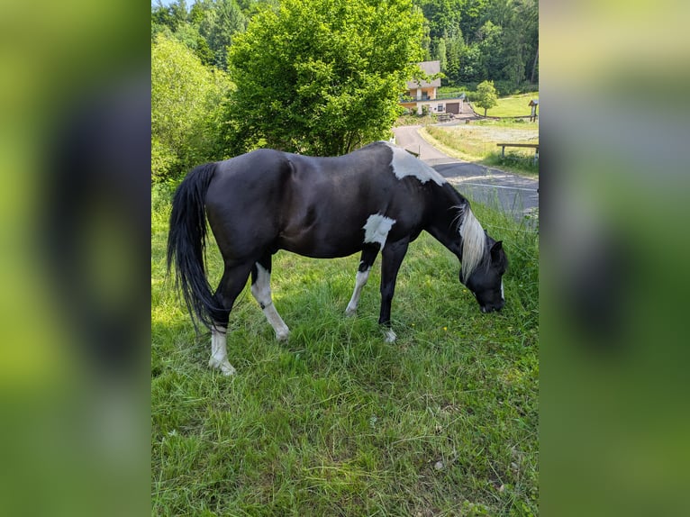Pintos Caballo castrado 13 años 155 cm Pío in Sommerkahl