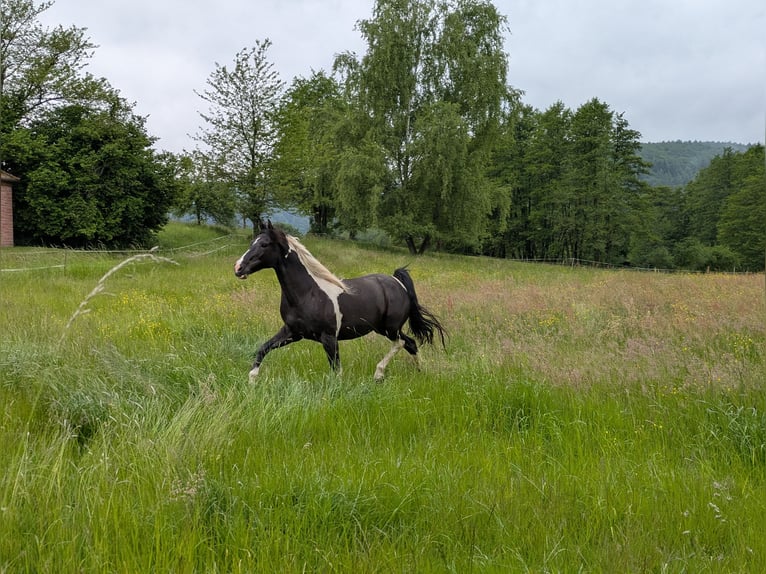 Pintos Mestizo Caballo castrado 13 años 155 cm Pío in Sommerkahl