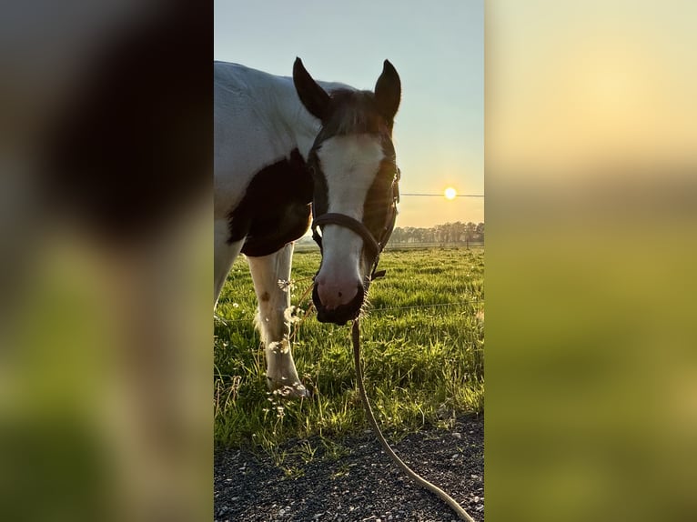 Pintos Mestizo Caballo castrado 13 años 158 cm Pío in Straelen