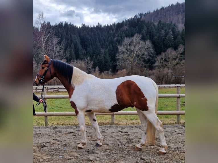 Pintos Mestizo Caballo castrado 13 años 160 cm Pío in Gummern