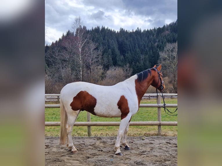 Pintos Mestizo Caballo castrado 13 años 160 cm Pío in Gummern