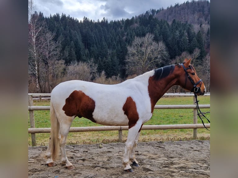 Pintos Mestizo Caballo castrado 13 años 160 cm Pío in Gummern