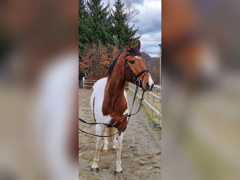 Pintos Mestizo Caballo castrado 13 años 160 cm Pío in Gummern