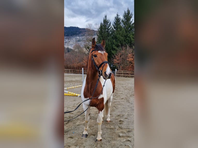 Pintos Mestizo Caballo castrado 13 años 160 cm Pío in Gummern