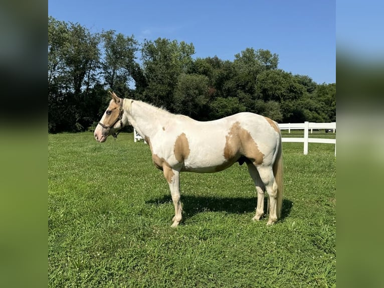 Pintos Caballo castrado 14 años 142 cm in Granby, CT