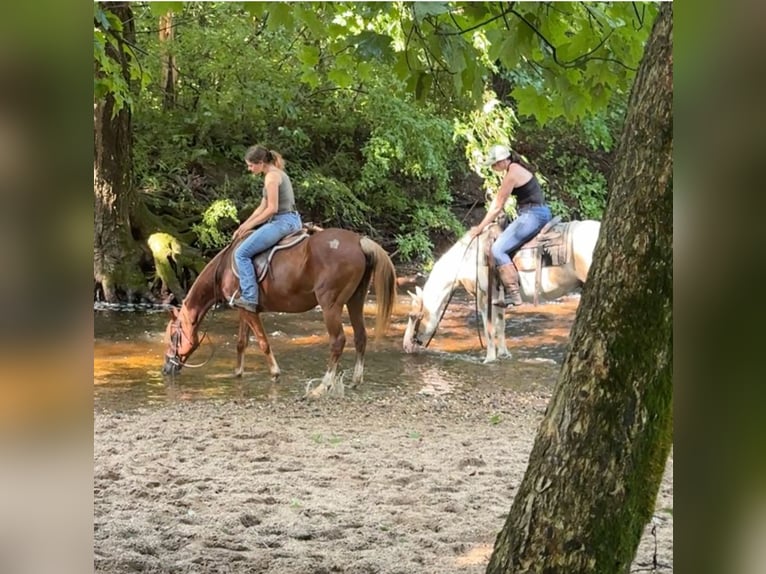 Pintos Caballo castrado 14 años 142 cm in Granby, CT