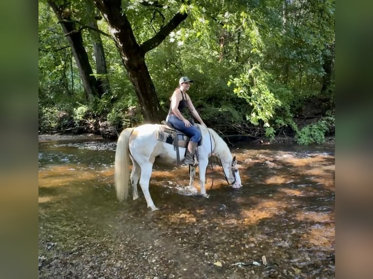 Pintos Caballo castrado 14 años 142 cm in Granby, CT