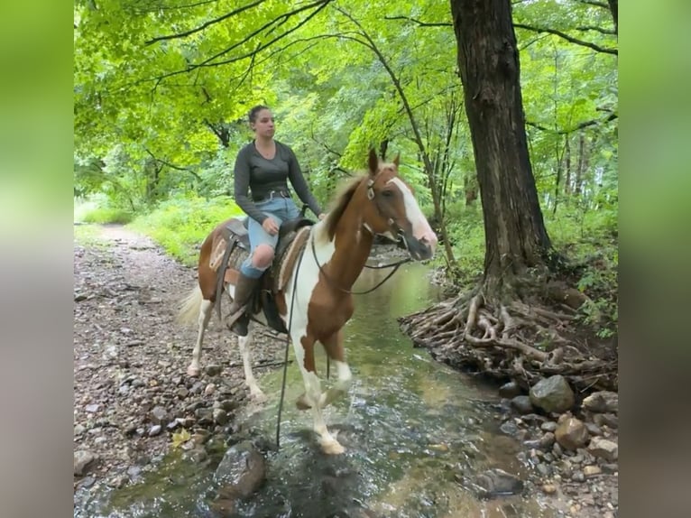 Pintos Caballo castrado 14 años 152 cm Pío in Granby, CT