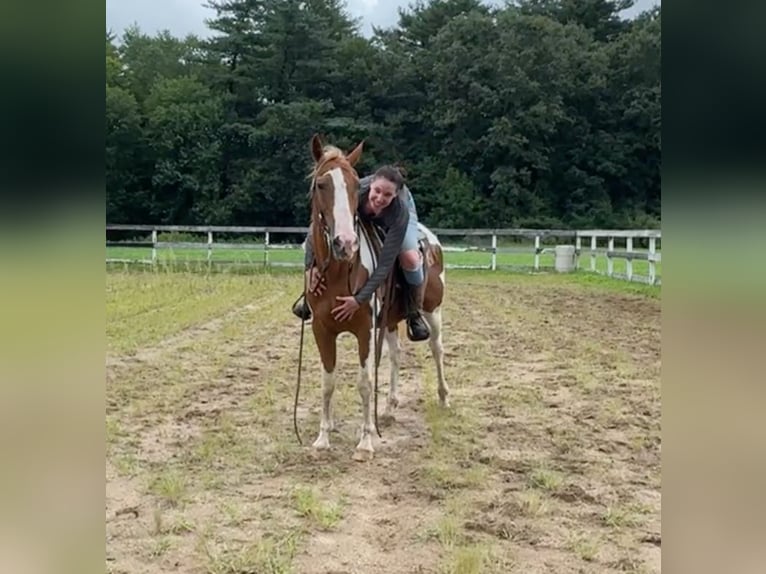 Pintos Caballo castrado 14 años 152 cm Pío in Granby, CT