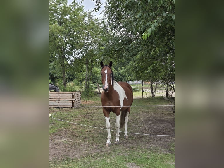 Pintos Mestizo Caballo castrado 14 años 155 cm  in Hechthausen