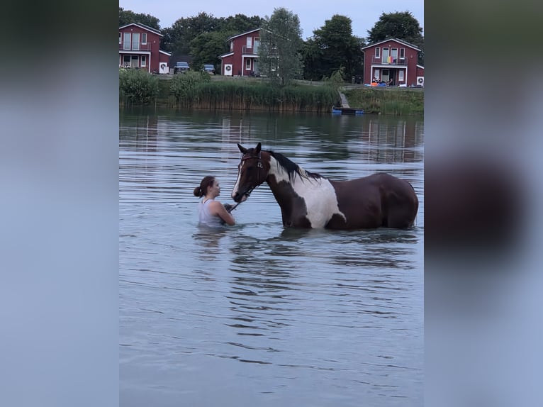 Pintos Mestizo Caballo castrado 14 años 155 cm Pío in Drochtersen