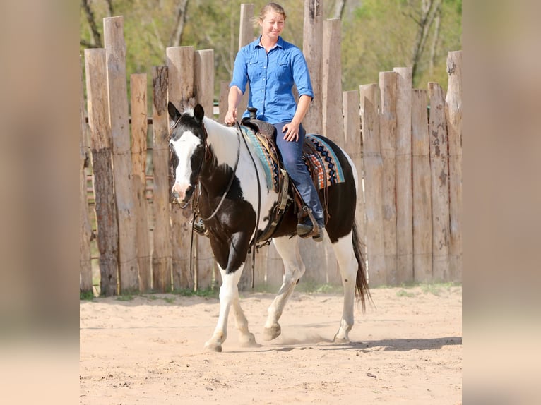 Pintos Caballo castrado 14 años 157 cm Pío in Athens