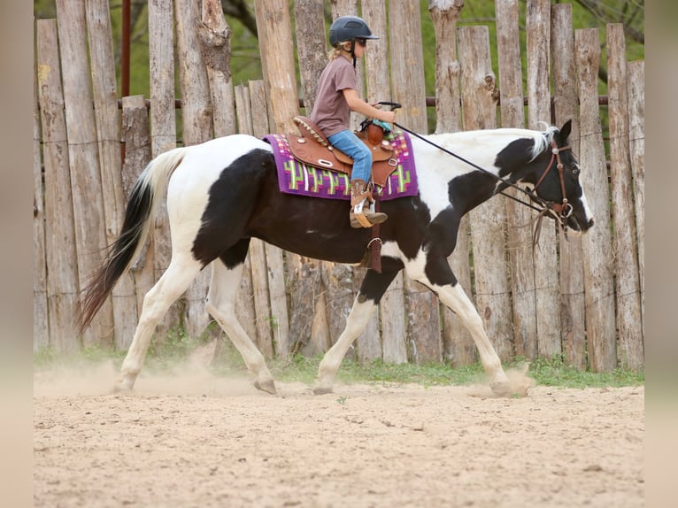 Pintos Caballo castrado 14 años 157 cm Pío in Athens