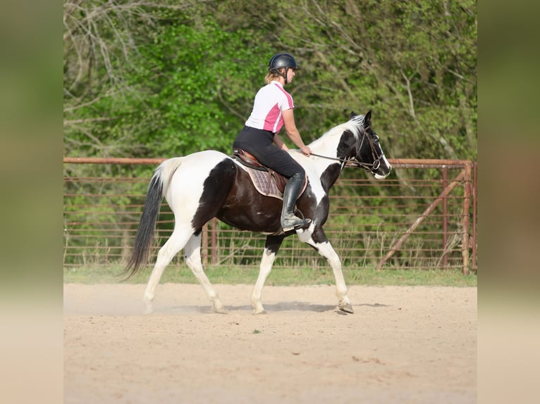 Pintos Caballo castrado 14 años 157 cm Pío in Athens