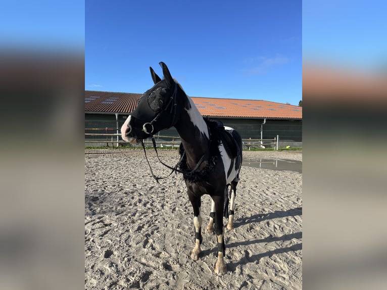 Pintos Caballo castrado 14 años 160 cm Pío in Groß Grönau