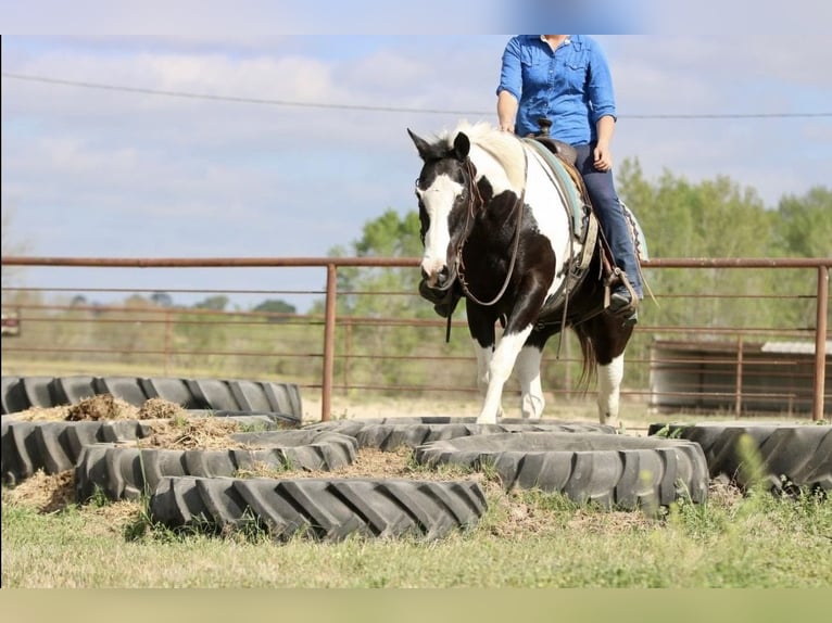 Pintos Caballo castrado 14 años Pío in Athens