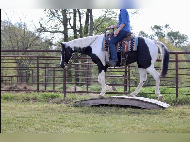 Pintos Caballo castrado 14 años Pío in Athens