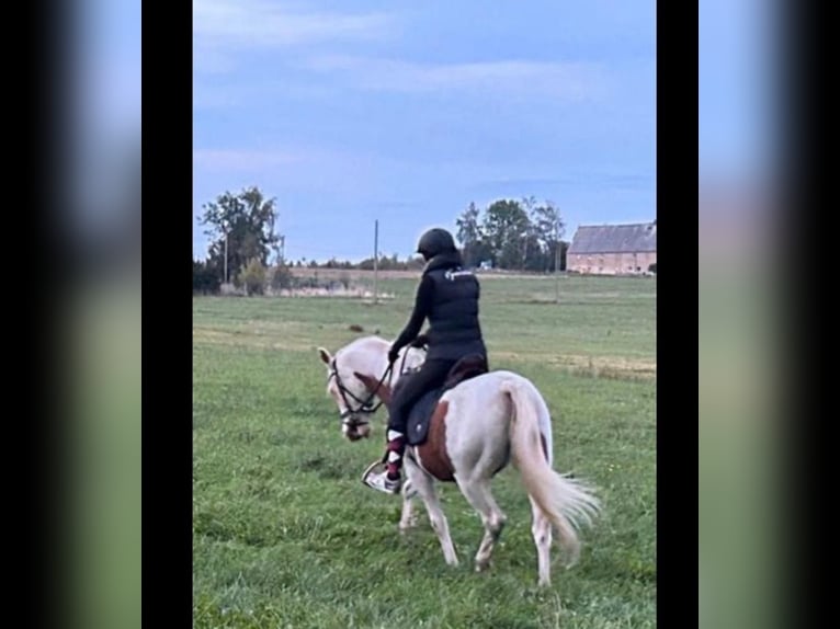 Pintos Caballo castrado 15 años 150 cm in Bad Gottleuba-Berggießhübel