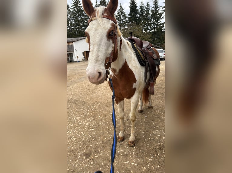 Pintos Mestizo Caballo castrado 15 años 150 cm  in Balingen