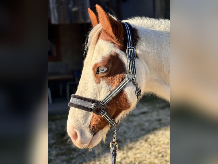 Pintos Mestizo Caballo castrado 15 años 150 cm  in Balingen