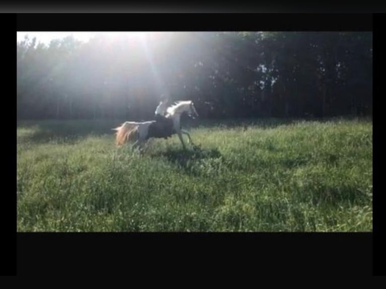 Pintos Caballo castrado 15 años 150 cm Pío in Bad Gottleuba-Berggießhübel