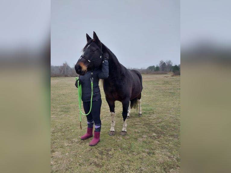 Pintos Caballo castrado 15 años 156 cm Castaño in Cuxhaven
