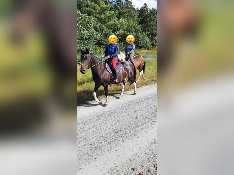 Pintos Caballo castrado 15 años 156 cm Castaño in Cuxhaven