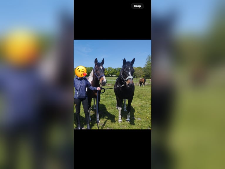 Pintos Caballo castrado 15 años 156 cm Castaño in Cuxhaven