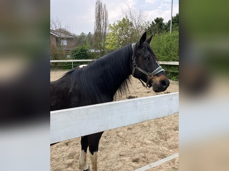 Pintos Caballo castrado 15 años 156 cm Castaño in Cuxhaven