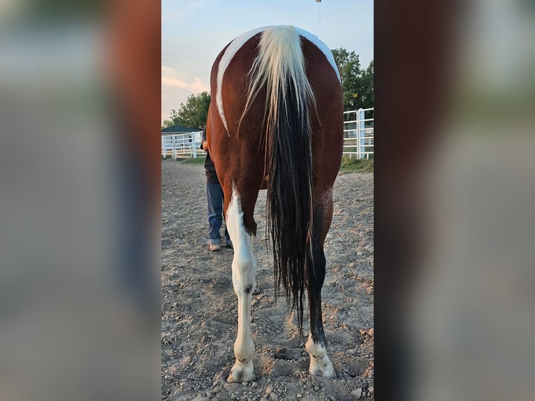 Pintos Caballo castrado 17 años Castaño rojizo in Alliance