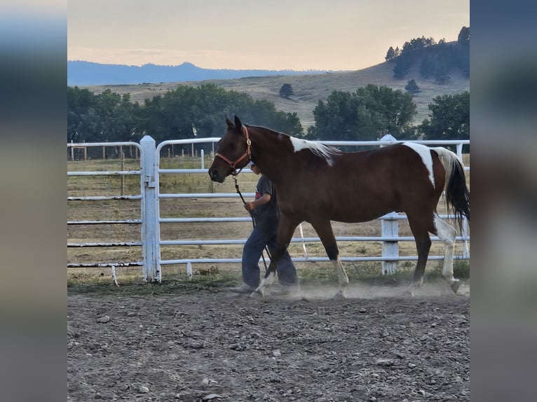Pintos Caballo castrado 17 años Castaño rojizo in Alliance
