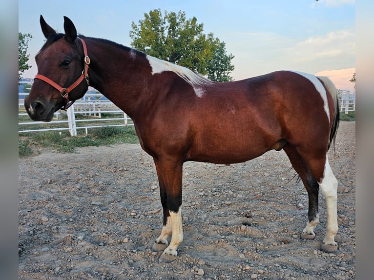Pintos Caballo castrado 17 años Castaño rojizo in Alliance