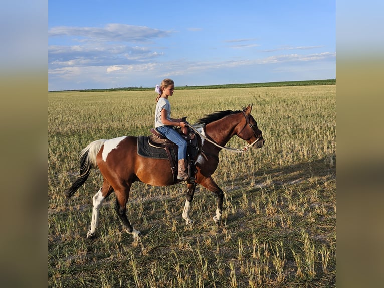 Pintos Caballo castrado 17 años Castaño rojizo in Alliance