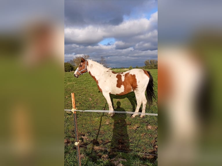 Pintos Mestizo Caballo castrado 18 años 150 cm Pío in Moormerland