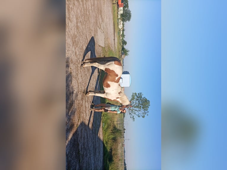 Pintos Mestizo Caballo castrado 18 años 150 cm Pío in Moormerland