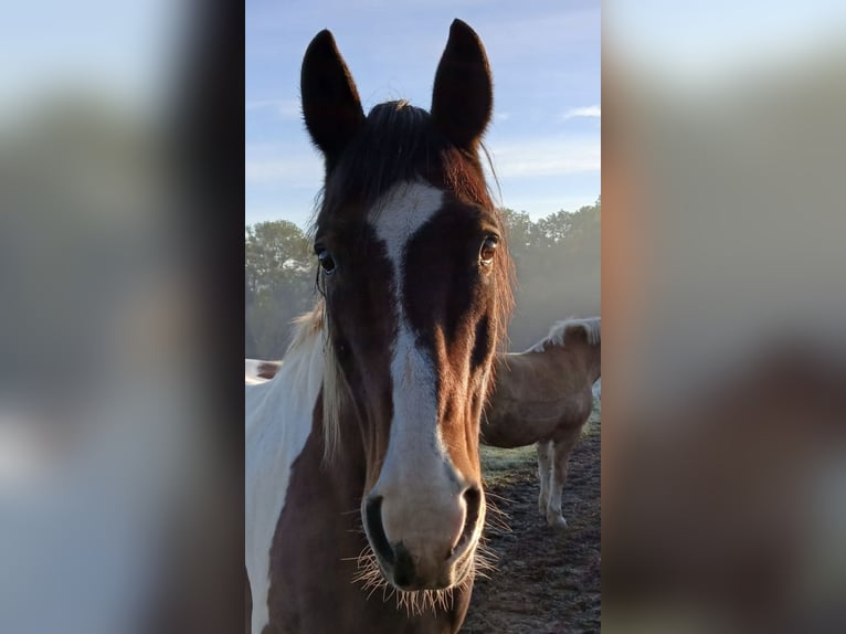 Pintos Mestizo Caballo castrado 19 años 163 cm Pío in Gera