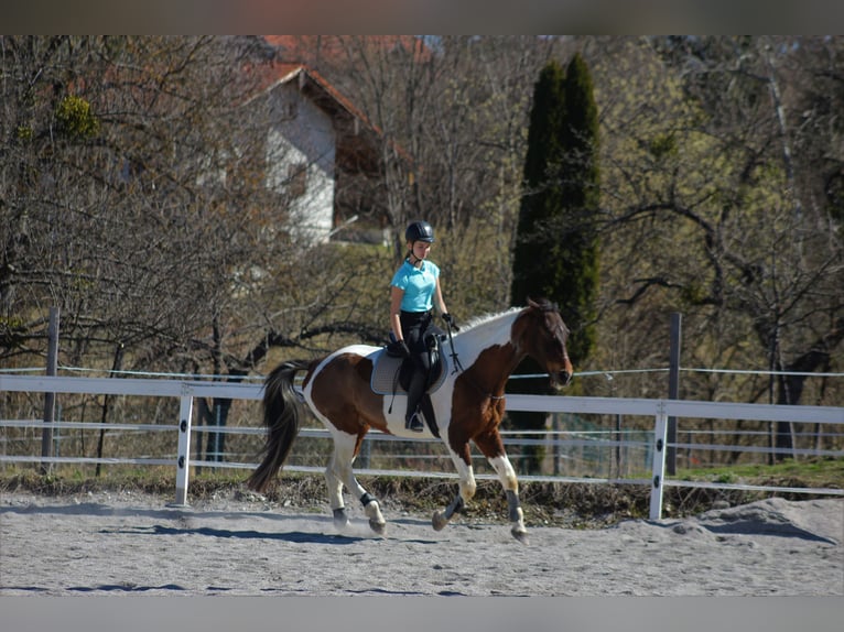 Pintos Caballo castrado 22 años 170 cm Pío in Nötsch Im Gailtal