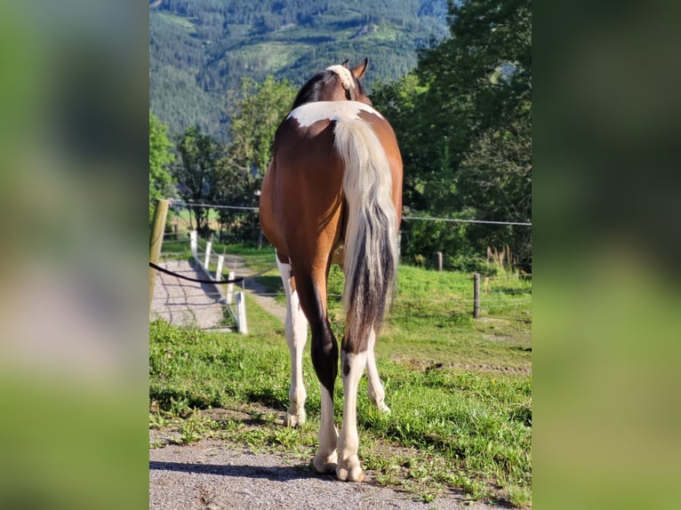 Pintos Caballo castrado 2 años Pío in Proleb
