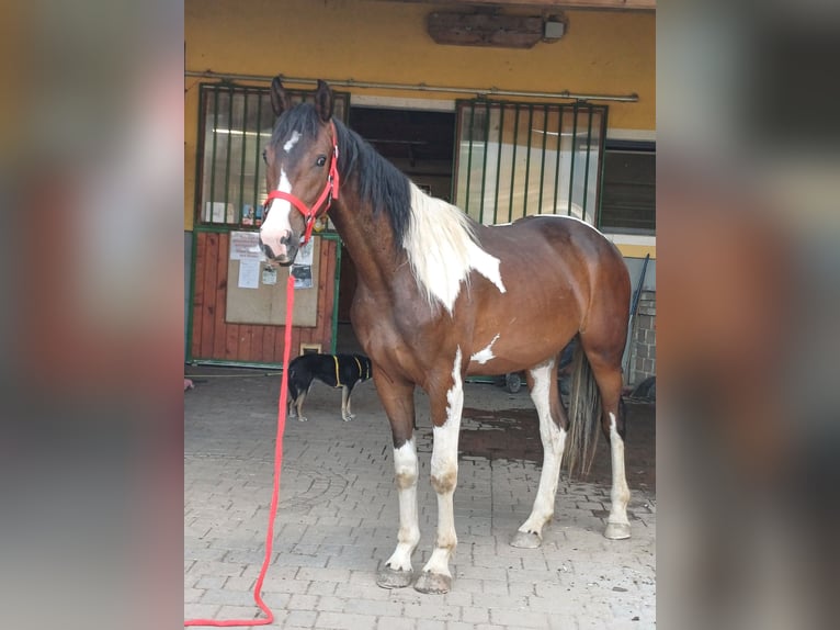 Pintos Caballo castrado 2 años Pío in Proleb