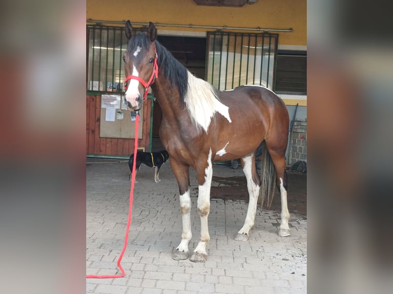 Pintos Caballo castrado 2 años Pío in Proleb